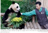 중국 간 푸바오