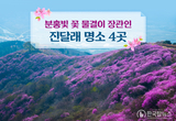 분홍빛 꽃 물결이 장관인 진달래 명소 4곳...한국관광공사