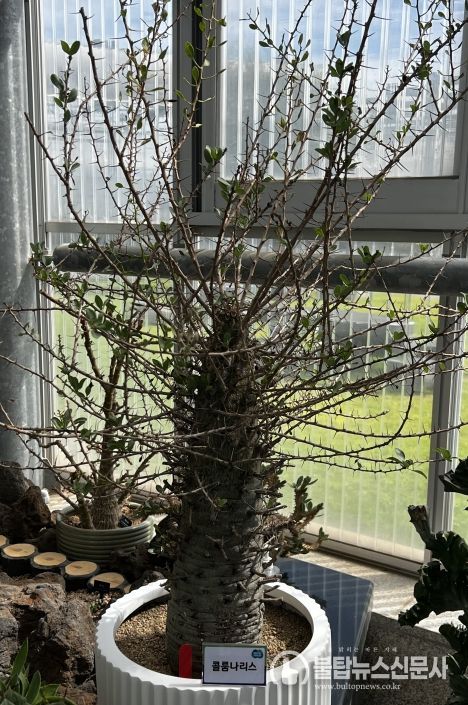 희귀 선인장 다육식물 경진대회 작품 (최우수상, 콜룸나리스)