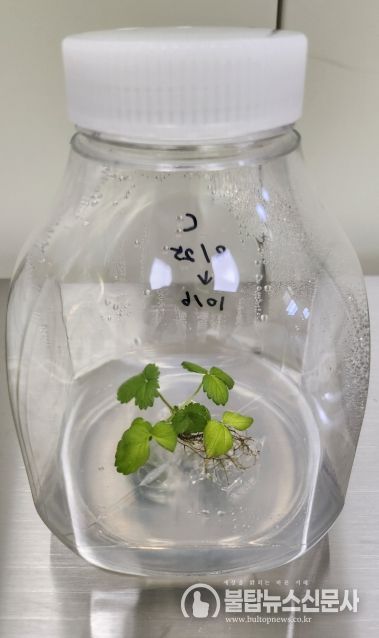 딸기 생장점 배양으로 얻은 바이러스-프리 식물체.