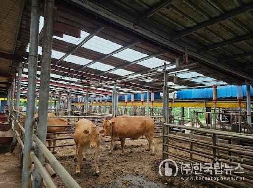 나주시 관내 한우농가.