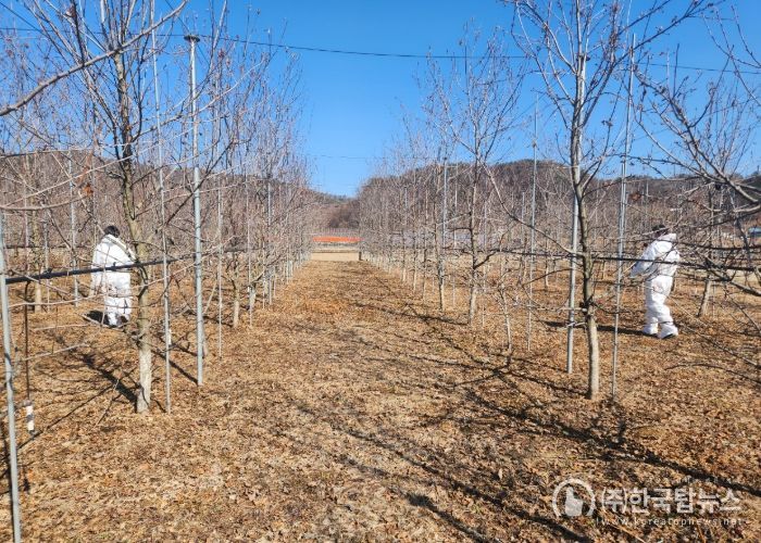 양평군 과수화상병 예찰 사진