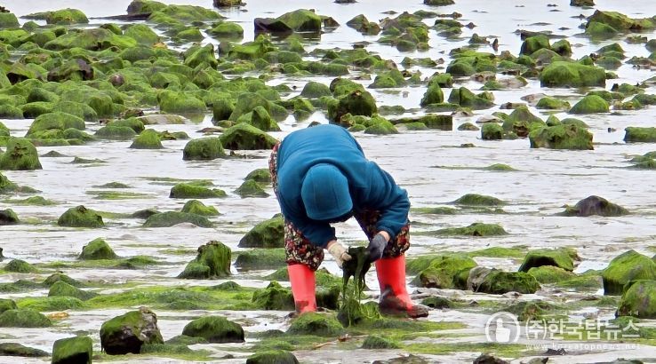 장흥군, 바다 내음 솔솔 ‘파래’ 내려 앉은 득량만