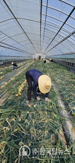 전주시, 농번기 친환경농가 찾아가 일손 거들어