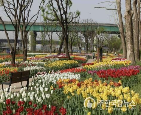 튤립꽃길 사진공모전 참여작(2024년)