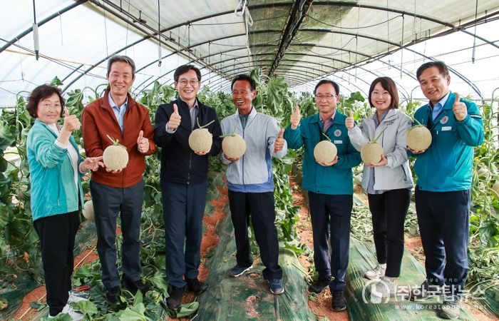 달콤한 영암의 맛, 첫 수확한 멜론 맛보세요