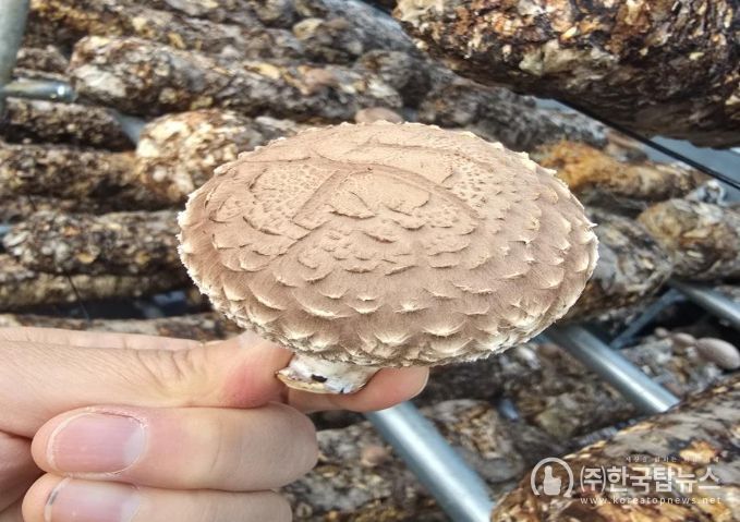 ‘일라이트 표고’ 개발