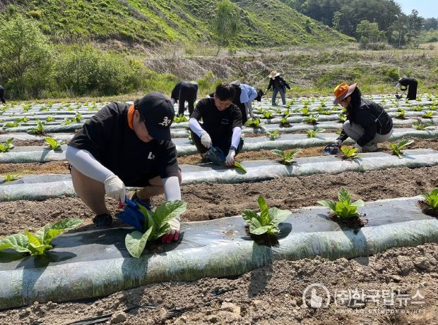 지난해 농촌 일손돕기에 투입된 화천군청 직원들이 간동면에서 영농작업을 벌이고 있다.