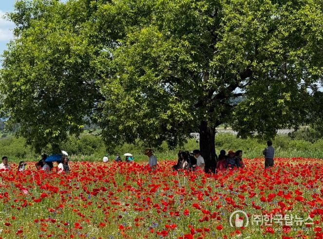 함안 악양둑방길 최고의“꽃양귀비” 명소로 자리잡다