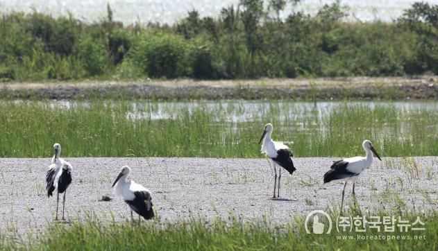 서산버드랜드 황새 부부가 지난 2월 산란한 후 성공적으로 자란 새끼 황새들(지난 6월 5일 촬영된 모습)