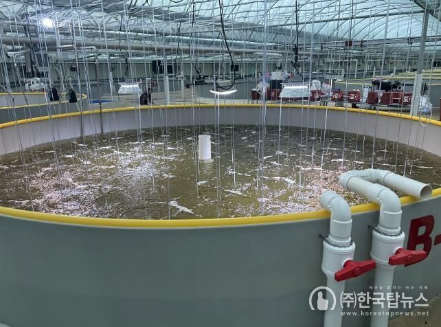 신안군 관내 종자생산장에서 입식 종자육성을 하고 있다.