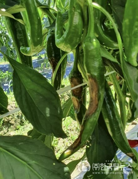 보은군, 장마철 고추 탄저병 확산 우려…농가에 철저한 예찰·방제 당부