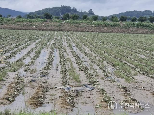 괴산군, 장마철 대비 농작물 관리 당부