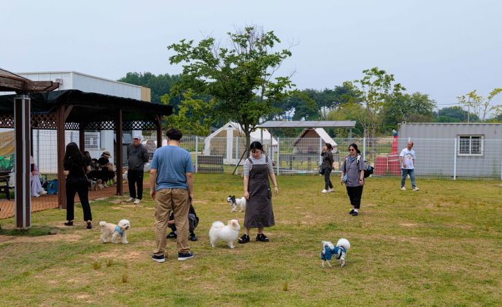 반려인_비반려인 함께 즐기는_여름밤 익산 피크닉(2025 익산 멍룡도그나루 캠프 1)