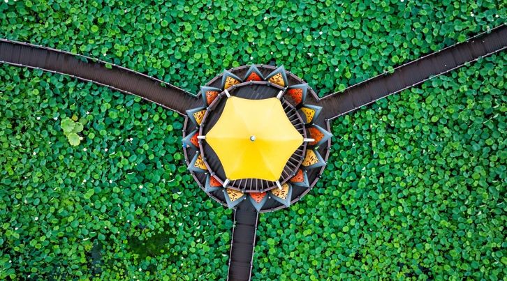 “장성군 황룡강 연꽃… 놓치지 마세요”